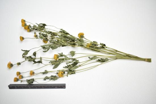 ヒメヒマワリ旭 - ドライフラワーショップ FlowerDeco ヒメヒマワリ旭 - ドライフラワーショップ FlowerDeco