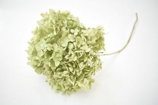 完売　　【クリスマス花材】セピア色/カシワバアジサイ/紫陽花/百合の花殻/椿の実 完売【クリスマス花材】セピア色/カシワバアジサイ/紫陽花/百合