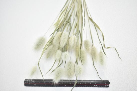 ラグラスM - ドライフラワーショップ FlowerDeco ラグラスM - ドライフラワーショップ FlowerDeco