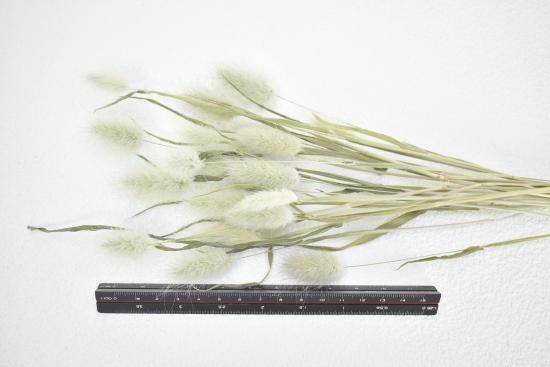 ラグラスM - ドライフラワーショップ FlowerDeco ラグラスM - ドライフラワーショップ FlowerDeco