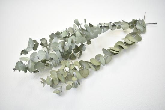 ワークショップに展示♡マルベリーとユーカリの実が可愛い♬ 75c0b2fb4cd795c4b5590c4d8d5096