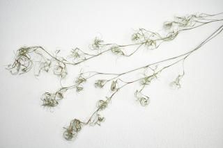 ネイティブフラワー - ドライフラワーショップ FlowerDeco