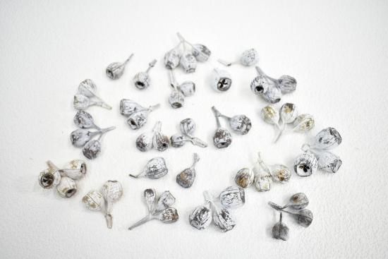 2.テトラゴナナッツ フレッシュ生花 ユーカリ ユーカリテトラゴナ