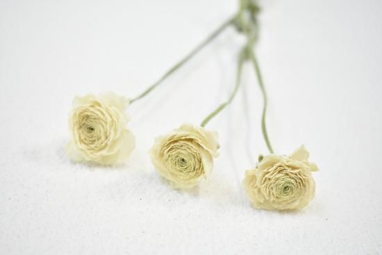 ドライフラワーショップ FlowerDeco