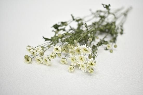 マトリカリアダブルラテ - ドライフラワーショップ FlowerDeco