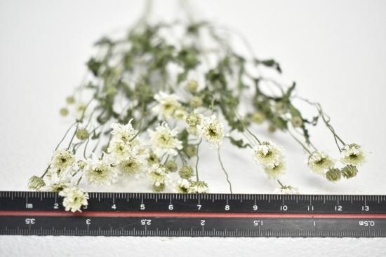 マトリカリア＊ダブルラテ♪アレンジ＊押し花染花＊ドライ花材にも♡ マトリカリア＊ダブルラテ♪アレンジ＊押し花染花＊ドライ花材にも