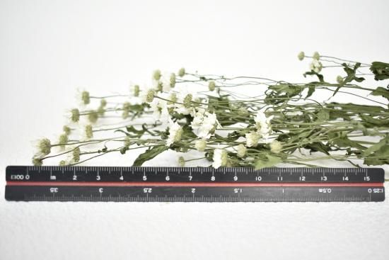 マトリカリアダブルラテ - ドライフラワーショップ FlowerDeco