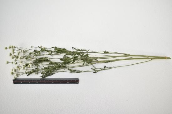 マトリカリア＊ダブルラテ♪アレンジ＊押し花染花＊ドライ花材にも♡ マトリカリア＊ダブルラテ♪アレンジ＊押し花染花＊ドライ花材にも