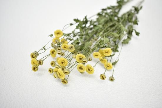 マトリカリアイエローベグモ - ドライフラワーショップ FlowerDeco マトリカリアイエローベグモ - ドライフラワーショップ FlowerDeco