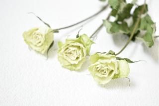 バラ - ドライフラワーショップ FlowerDeco