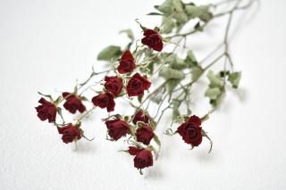 1️⃣ドライフラワー❣️訳あり スタンダードバラ ドライフラワー スタンダードバラ ダークレッド サムライ7本set