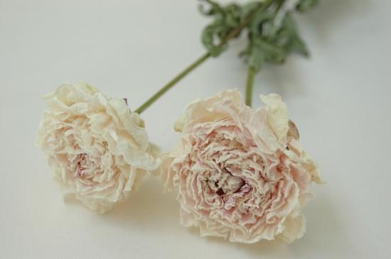シャクヤクラテンドレス ドライフラワーショップ Flower Deco シャクヤクラテンドレス ドライフラワーショップ Flower Deco
