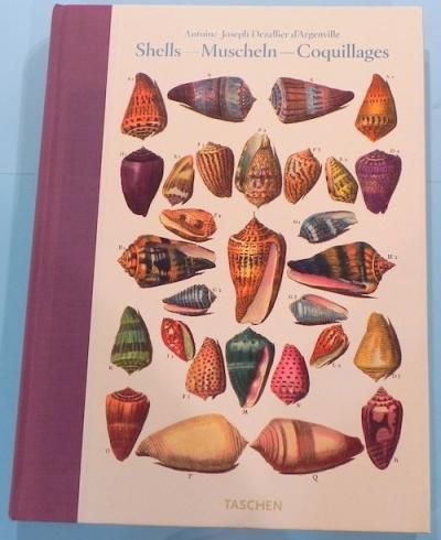 Shells - Muscheln - Coquillages